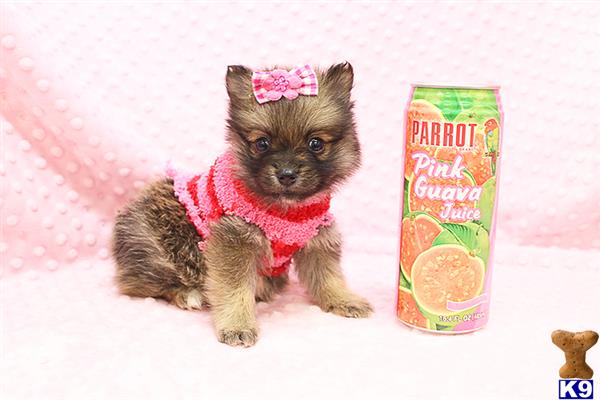 CMPuppyHeaven Picture 1